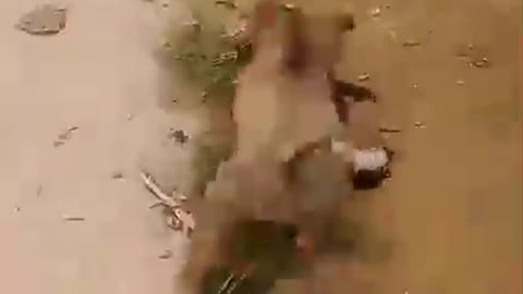 Dog vs chicken www fight .who win ?