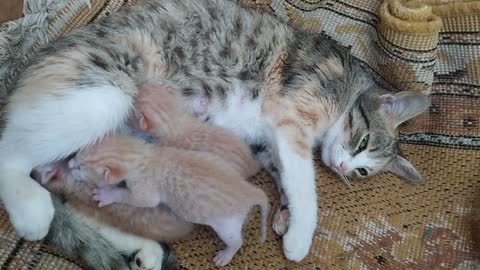 Beautiful cats with her mother