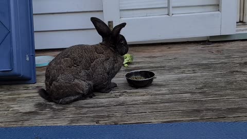 Nero muching down on whats left of his food.