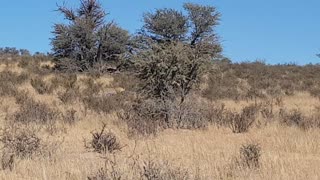 Leopard walking alongside the road