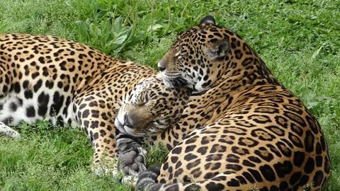 wild animal Jaguar PAINTED COUPLE Brazilian fauna
