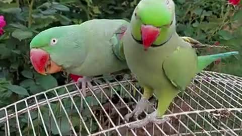 funny dancing parrot #cuteো