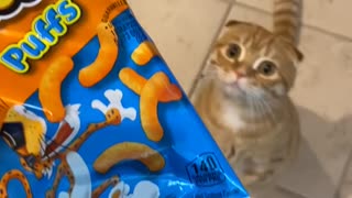 Cat Craves Cheese Puffs