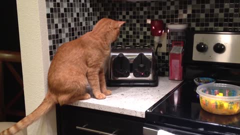 Toaster Spooks Cat On Kitchen Counter