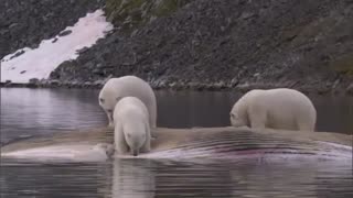 Frozen Planet: Polar bear feast