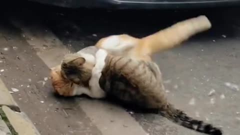 Funny cat fight 🤣🤣😹