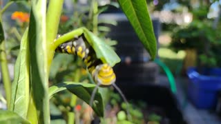 Monarch babies 10 20 2023