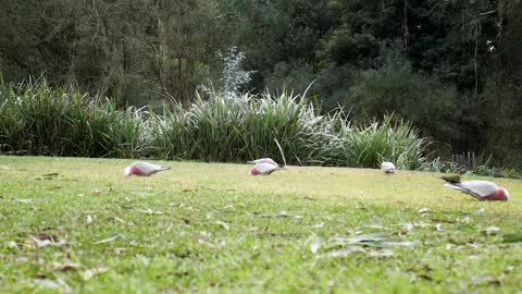 Parrots in Family Reunion