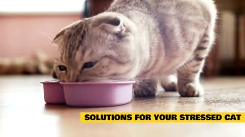 Helpful Tips for Stressed Cats!