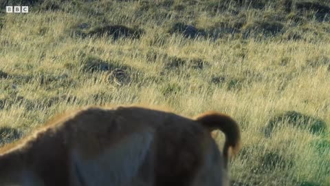 Puma Risks Life to Hunt | Dynasties II | BBC Earth