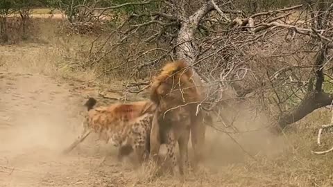 jackal and lion fight