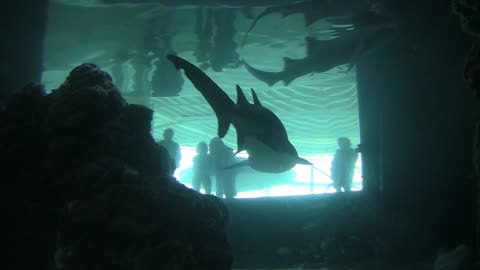 Shark Inside An Aquarium