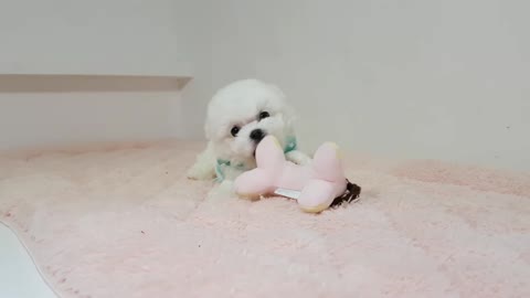 Teacup Bichon frise attack the toy! so cut