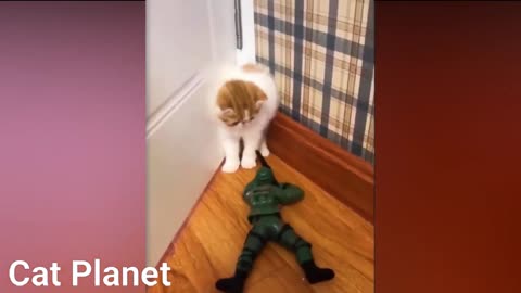 Best Funny Cats Video Compilation 2020