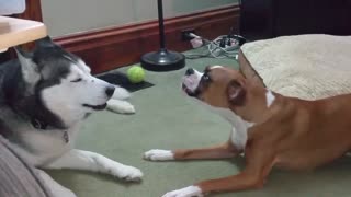 Boxer y Husky participan de un épico debate de ladridos