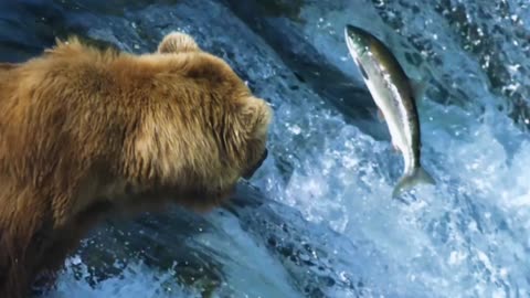 Salman Fish Catching By Grizzly Bears| Nature's Real Events |