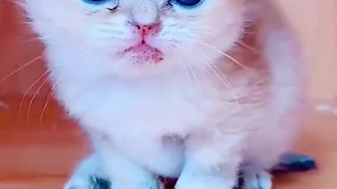 cute cats playing and having fun puppies