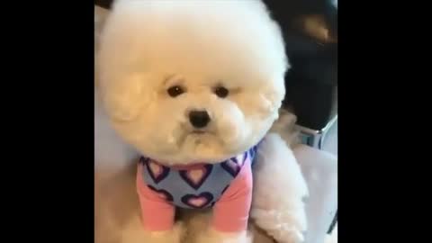 Puppy With Amazing Hair Style - Cute - Funny Dogs