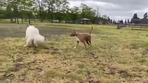 German Shepherd Attacks Pitbull