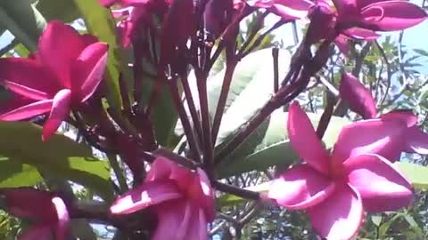 A beautiful bunch of red plumeria flowers in the park, they are pretty! [Nature & Animals]