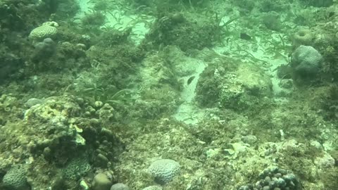 Snorkeling Adventures Philippines. Spotted some nice starfish swimming out to the reef!