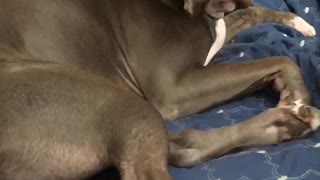 Pitbull Wants To Stay In Bed!!!