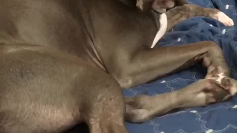 Pitbull Wants To Stay In Bed!!!