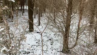 Cedar grove in snow