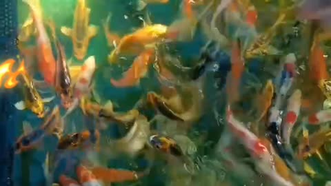 Koi carp fish watch 😀 new videos by GBM FISH CARE 🤘plz watch 😀