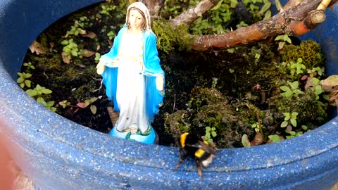 dying bee Climbs To Feet Of Virgin Mary