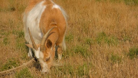 Goat eating grass