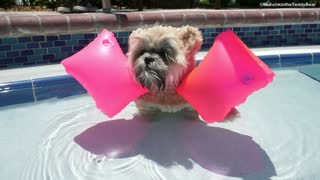 Munchkin the Teddy Bear swims with floaties