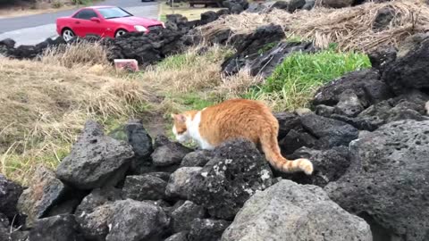 a brown cat over the fence