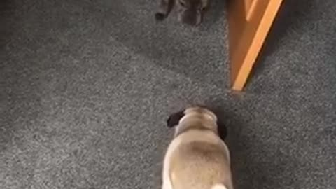 Pug hilariously runs up stair like human