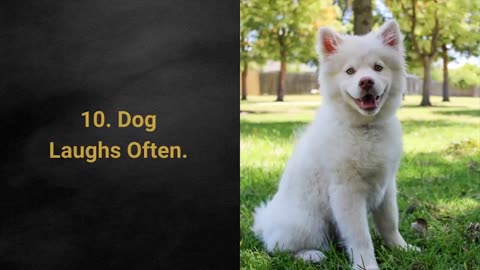 🐕 Signs is Your Dog Happy Or Sad? Top 10 Signs Your Dog Is Happy With You!