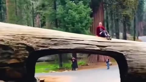 Amazing scene of Sequoia Park in America