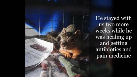 Squirrel with dart through his arm trapped, rehabbed and released