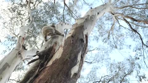 Por tala de árboles los koalas estarían en peligro de extinción en Australia