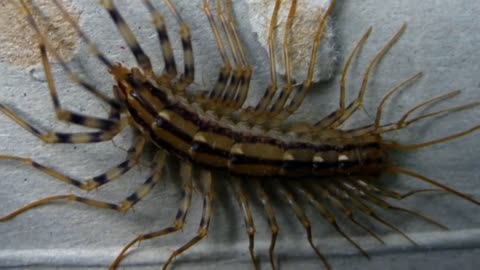 This Is The Reason Why You Should Never Stand On A Centipede If You Find One In Your Home