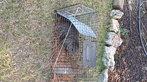 Another Woodchuck Caught in my yard. Wade's wild kingdom.