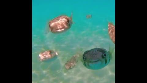 Pufferfish puff up, super cute pufferfish