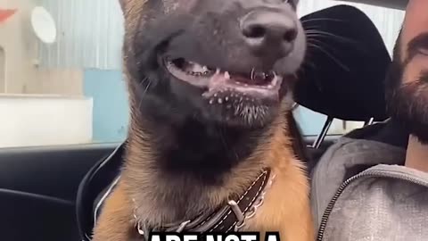 This Belgian Malinois’ Behavior Needs to Be Put in Check