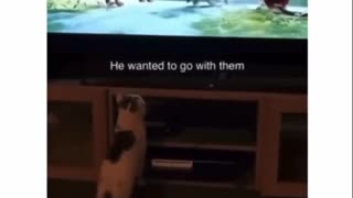 funny cat