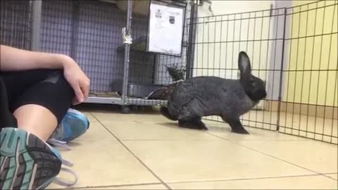 Rabbit Body Language - Happy Head Flick
