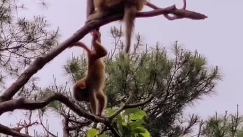 Monkey baby trying to come down from trees but nearly close to fall