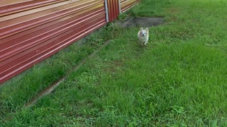 Happy Hailey on the farm