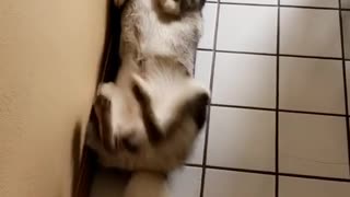 Husky laying on back kitchen