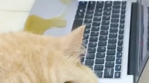 aww-cute-cat-videos-funny-2024-shorts-kitten-cat-cash-compilation-china-tiktok-cat-meow-savetube