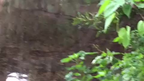 Ducks in rain puddle