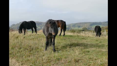 The Horse animals view